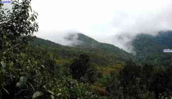 云南普洱茶山的秘境之旅：探寻六大名山与小众山头的魅力