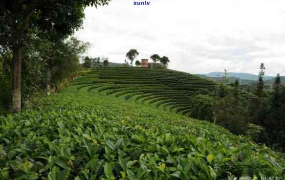 云南普洱茶山旅游攻略：探秘普洱茶山景区和度假区的美景