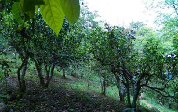 云南普洱茶茶山之行