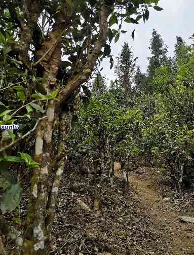 云南普洱茶茶山之行