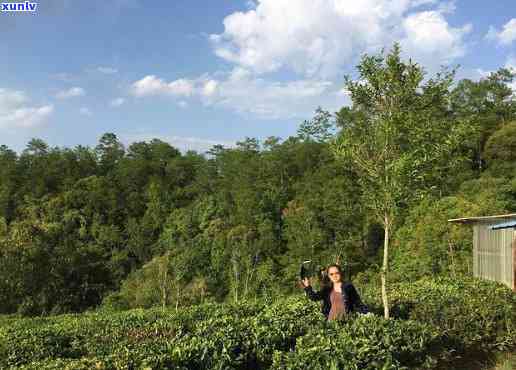 云南普洱茶茶山之行