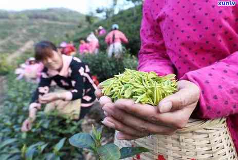 浙江普洱茶招商加盟费多少：了解详细费用及相关信息