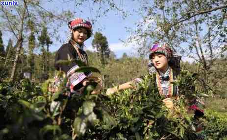 探索中国滇红茶的发源地：安石村，品味最正宗的滇红茶文化与历