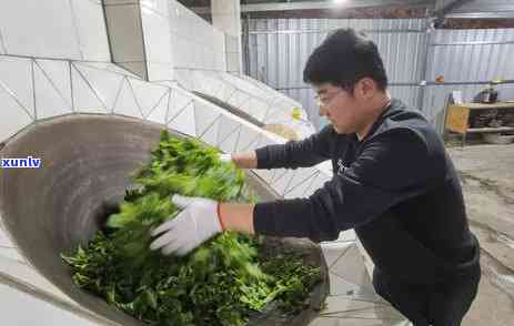 普洱茶与冰岛茶的分类及区别：了解这两种茶叶的所属茶类和特征