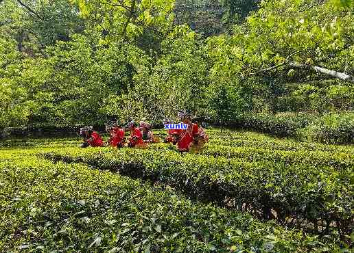 云南顺古道茶业：传承古道文化，打造茶叶精品