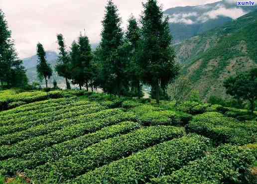 云南怒江特色绿茶：一场原生态的茶文化宴