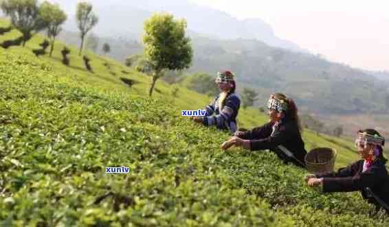 怒江名茶：产地特色，与制茶地点指南