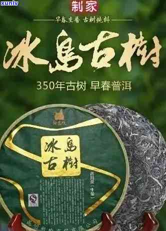 探索冰岛古树普洱茶：老寨春茶价格解析及批发报价指南