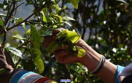 古树滇红大金芽：品鉴独特口感与历传承的茶叶详解