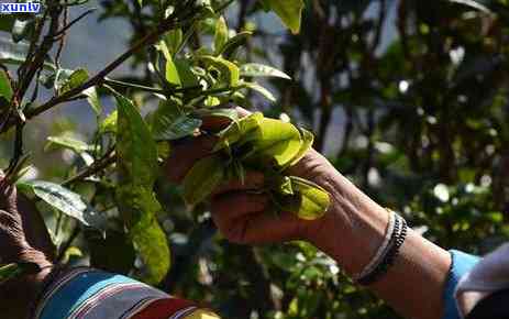 古树滇红大金芽：品鉴独特口感与历传承的茶叶详解