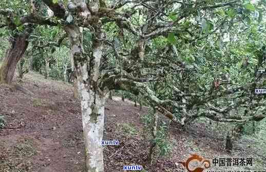 冰岛皇后茶树品种介绍及特色：生茶与普洱的区别