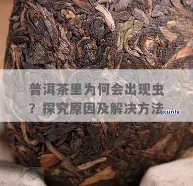 揭秘普洱茶长虫现象：深入研究其成因与防治 *** 