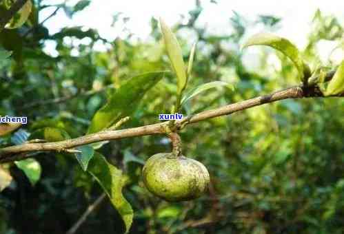 探究普洱茶树果的多元用途与神奇功效