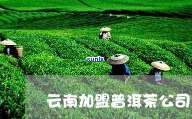 云南普洱茶 ***  *** 与公司：寻找优质加盟选择