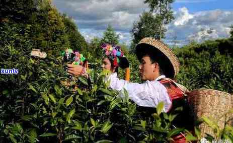 普洱茶四大产区的特点及各自独特魅力：全面解析与比较