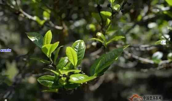 '大叶种普洱茶的种植时间及功效，与普洱茶的区别'