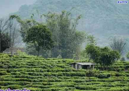 福建普洱茶的产地及其特点：了解茶叶产区、品种与品质