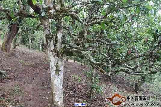 福建普洱茶的产地及其特点：了解茶叶产区、品种与品质