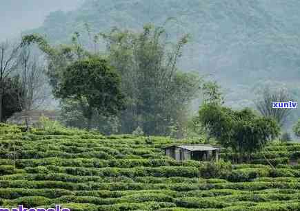 福建普洱茶的产地及其特点：了解茶叶产区、品种与品质