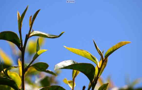 普洱茶：种植地区、品种特点及品饮 *** 的全面解析