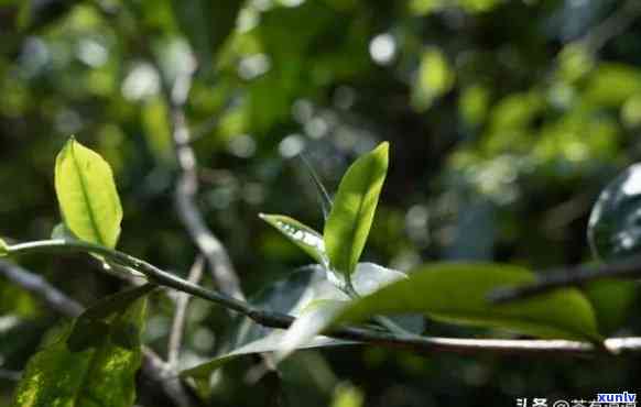 云南普洱茶树品种全解析：从种类到特点，一目了然了解各种茶树