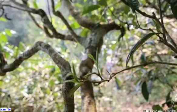 云南普洱茶树品种全解析：从种类到特点，一目了然了解各种茶树