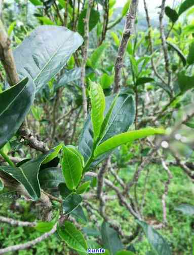 云南普洱茶茶树品种