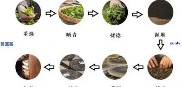 普洱茶制茶工艺技术详解：从原料到成品，全面掌握 *** 过程与要求