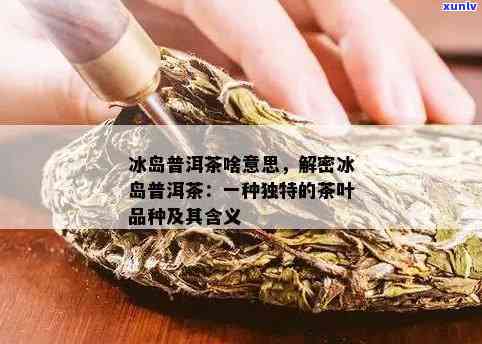 探索普洱冰岛茶：品种、特点、 *** 工艺及品尝 *** 一应俱全