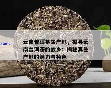 云南普洱茶与滇红茶：品味这两种茶叶的独特魅力与产地文化