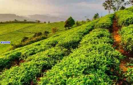 普洱茶种植环境需求详解：从土、气候到海拔，全方位了解适宜种植的条件