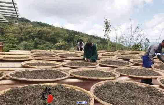 云南滇红茶的发酵秘密：探索独特的 *** 工艺与口感