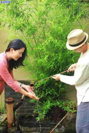 从选茶到泡茶：普洱茶的完整泡法指南，让你品味出口感！