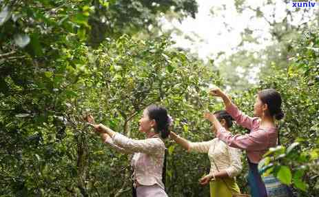 云南普洱茶直播基地：探索优质茶叶的产地，了解制茶工艺与品鉴技巧