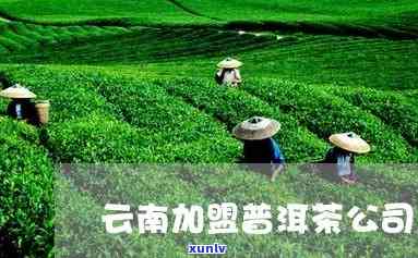 云南特色茶叶加盟项目：成功打造普洱茶，引领行业风向