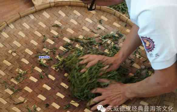 新篱下普洱茶的揉捻奥秘与品鉴之道