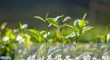 福州普洱茶 *** 