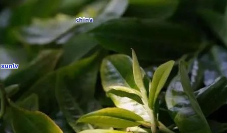 普洱茶种植的科学实践：从栽培到解析的技术探索