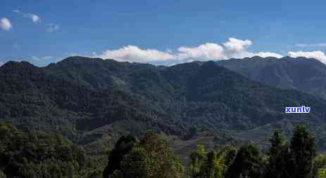 老乌山普洱茶2019价格