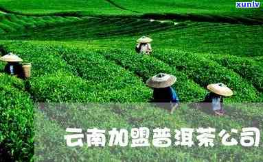 云南普洱茶加盟招商平台：一站式茶叶合作与展资源