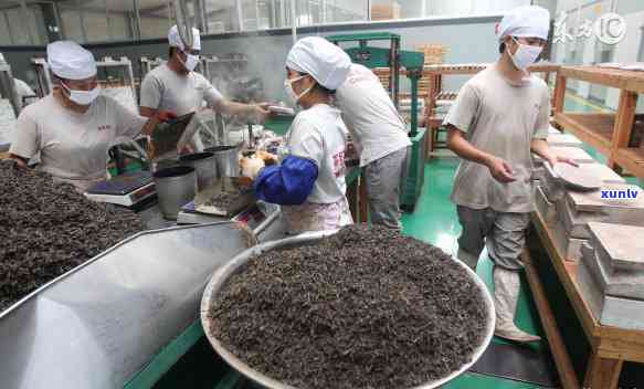 '普洱茶饼一饼多重：探究普洱茶的重量标准和种类差异'