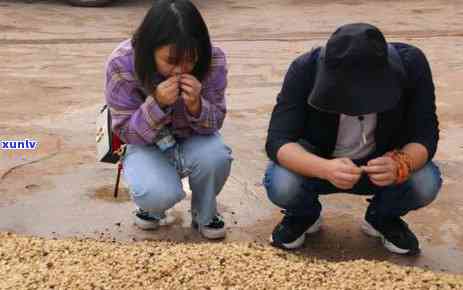 云南普洱茶种植特点