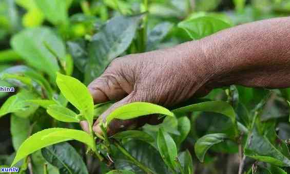 临沧普洱茶种植技术与管理：从土改良到茶叶采摘全过程详解