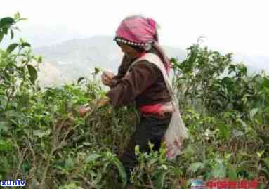 临沧普洱茶种植技术与管理：从土改良到茶叶采摘全过程详解