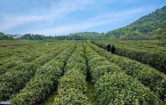 丽水茶业：探索高品质茶叶的产地、种类与泡法，享受纯净中国茶文化