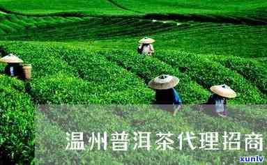 绍兴普洱茶 *** 招商