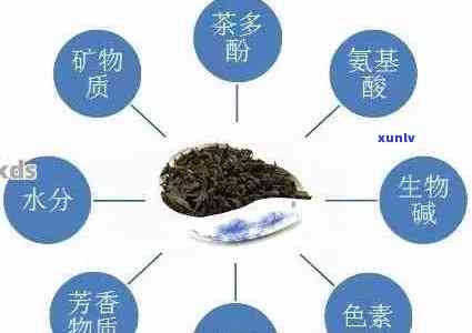 普洱茶子结构分析