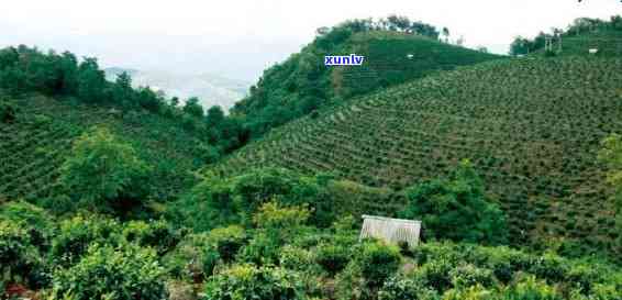 江西普洱茶种植基地