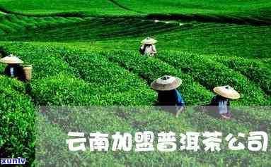 云南普洱茶加盟 *** 招商网：茶叶平台，共创茶业新未来