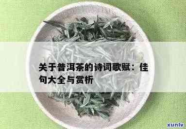 对普洱茶的赞美唯美诗句大全：茶叶中的诗意与哲思